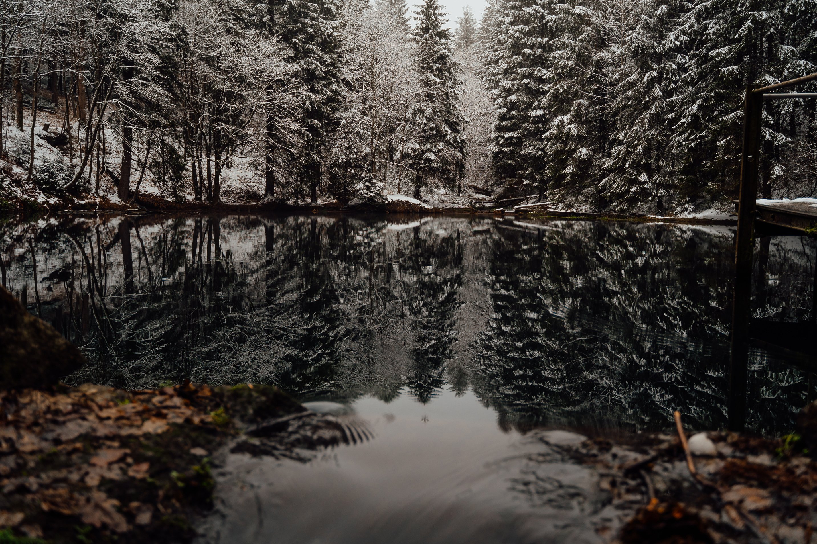 Winter Forest Beside Lake